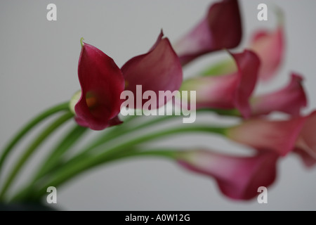 Close up de fleurs dans un vase Banque D'Images