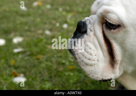 Bulldog anglais Nano Calvo VWPics com Banque D'Images