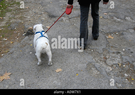 Bulldog anglais Nano Calvo VWPics com Banque D'Images