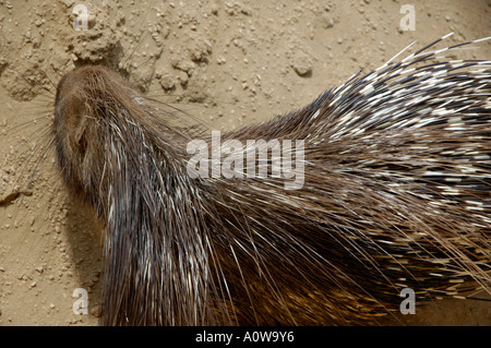Dos d'un porc-épic hystrix cristata au zoo Banque D'Images
