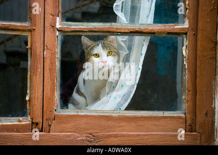 Cat à me regarder hors de la fenêtre de derrière rideau Banque D'Images