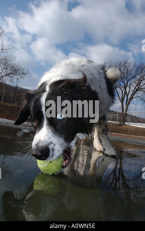 Un chien avec deux yeux de couleur différente joue avec une balle dans une flaque d'eau avec le ciel reflété et nuages Banque D'Images