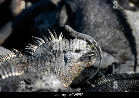 Lava lizard assis sur la tête d'un iguane marin des Galapagos Banque D'Images