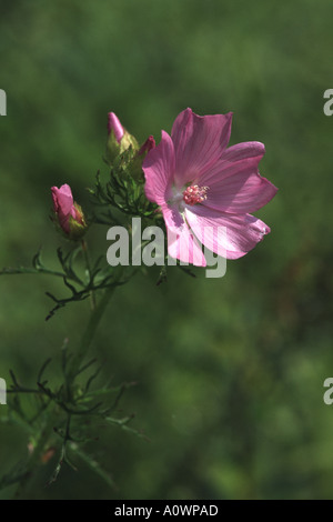 Musk Mallow, Malva moschata Banque D'Images