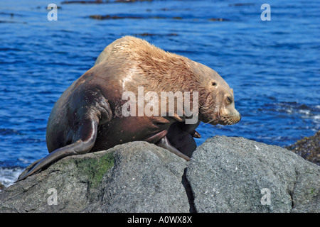 Lion de mer de Steller en pèlerin sur Sun Rocks Race Rocks Victoria British Columbia Canada Banque D'Images