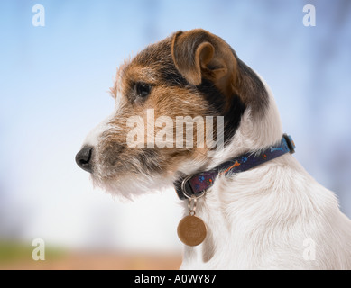 Chien Jack Russell Banque D'Images