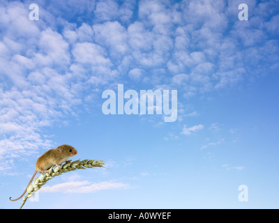 Micromys minutus sur Banque D'Images