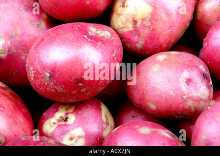 Nettoyer les pommes de terre rouges frais crus avec aucun peuple Banque D'Images