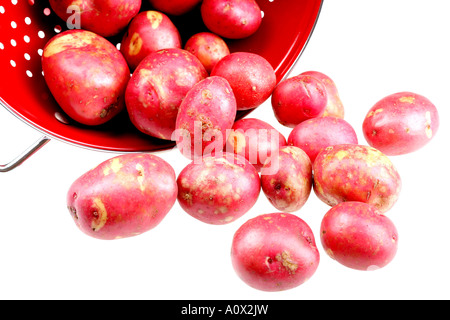 Nettoyer les pommes de terre rouges frais crus avec aucun peuple Banque D'Images