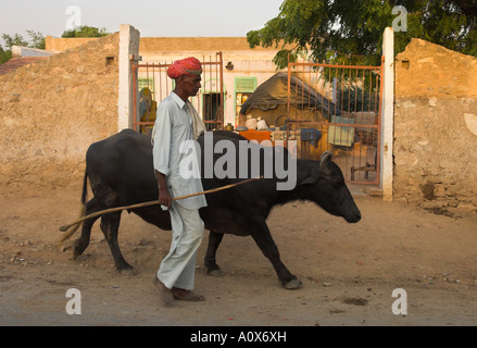 Inde Rajasthan village de Borunda vie quotidienne, scène de rue agriculteur conduisant son 2 buffles dans la rue du village Banque D'Images