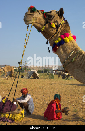 Inde Rajasthan Pushkar Mela chameau énorme et les bovins juste pour les tribus nomades semi portrait d'un chameau coloré avec des personnes âgées coupl Banque D'Images