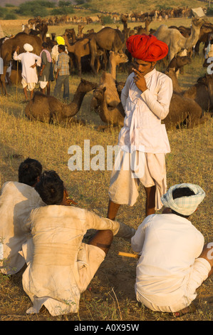Inde Rajasthan Pushkar Mela chameau énorme et les bovins juste pour les tribus nomades semi groupe de jeunes hommes parler avec les hommes et Banque D'Images