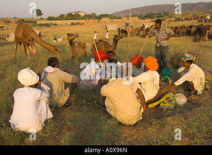 Inde Rajasthan Pushkar Mela chameau énorme et les bovins juste pour les tribus nomades semi groupe d'hommes assis ensemble et parler avec c Banque D'Images