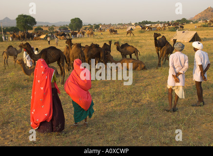 Inde Rajasthan Pushkar Mela chameau énorme et les bovins juste pour voir les tribus nomades semi avec 2 femmes et 2 hommes de couleur à la recherche à Banque D'Images