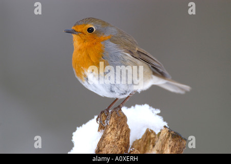 European Robin (Erithacus rubecula aux abords) Banque D'Images