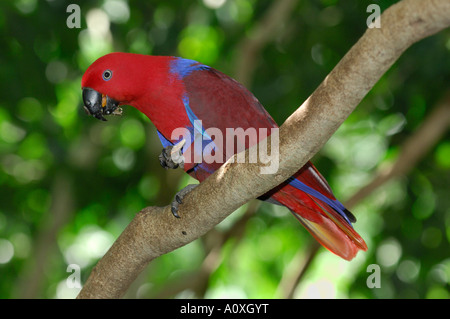 Guinée-verso rouge Eclectus Eclectus roratus polychloros (Perroquet) Banque D'Images