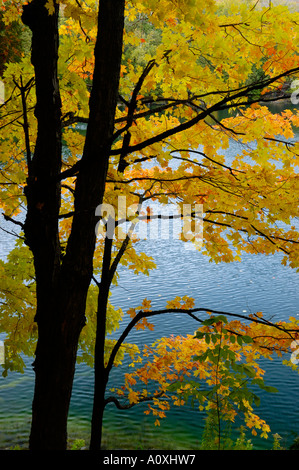 Les érables colorés à l'automne à Crawford le lac Ontario Banque D'Images