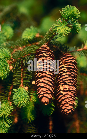 Close-up de cônes de pin on tree Banque D'Images