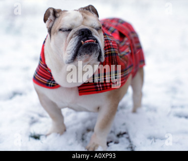 British Bulldog avec les yeux fermé le marcher dans la neige Banque D'Images