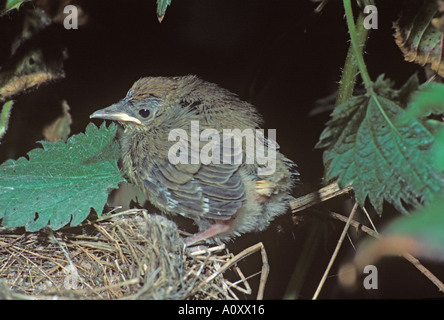 Sylvia atricapilla Blackcap jeune in nest Banque D'Images