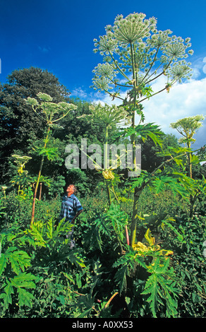 La berce du Caucase Heracleum mantegazziamum Banque D'Images