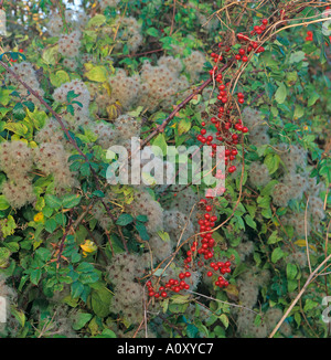 Bryony Tamus communis baies noir Auburn mi octobre Banque D'Images