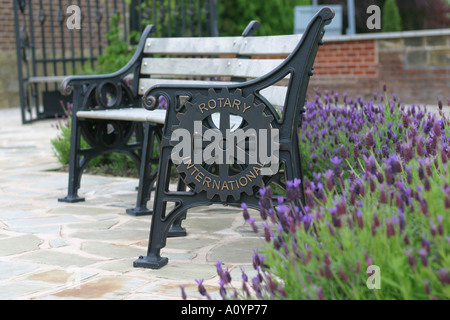 Lavande française planté en jardin communautaire avec des bancs Banque D'Images