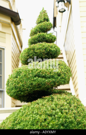 Haie de torsion Banque D'Images