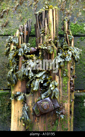 Épi AUX ALGUES, STILL LIFE, CROMER, Norfolk, East Anglia, Angleterre, Grande-Bretagne, Royaume-Uni. Banque D'Images