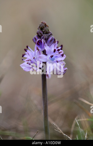 Automne squill Scilla autumnalis poussant près de Cornwall le lézard Banque D'Images