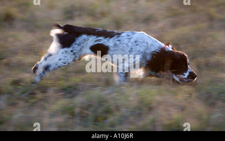 Springer spaniel chien qui court dans l'herbe rugueuse cornwall godrevy Banque D'Images