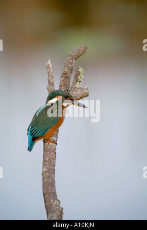 Kingfisher Alcedo atthis perché sur stick Isles of Scilly Banque D'Images