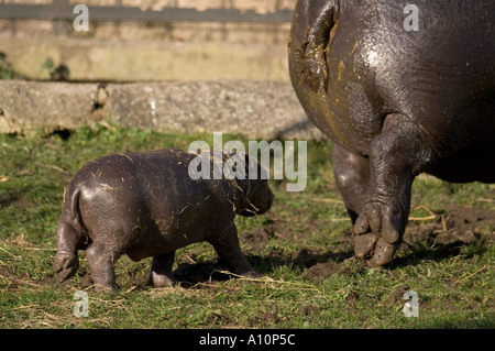 Nouveau bébé hippopotame pygmée Hexaprotodon liberiensis 2005 Zoo d'Edimbourg Ecosse suit sa mère Banque D'Images