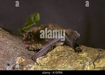 À vibrisses Bat Myotis mystacinus prisonnier Banque D'Images