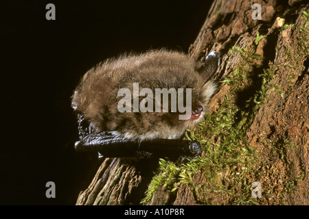 À vibrisses Bat Myotis mystacinus captif sur le log Banque D'Images