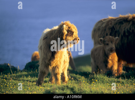 Le pâturage chevaux breney wildlife trust commun réserver Cornwall Banque D'Images