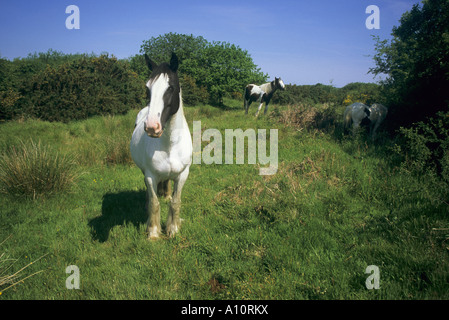 Le pâturage chevaux breney wildlife trust commun réserver Cornwall Banque D'Images