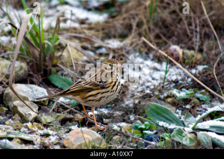 UK petit oiseau le Meadow Pipit spioncelle Anthus pratensis l'un des plus communs en Europe Sprague Banque D'Images