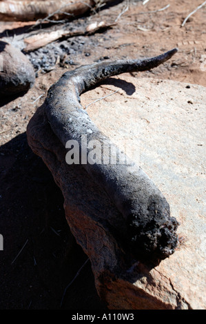 Une queue de kangourou après la cuisson dans un feu d'Australie du Sud terres Pitjantjara Anangu Banque D'Images