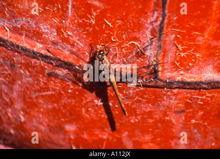 Hawker Aeshna grandis libellule marron Banque D'Images