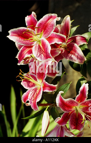 En fleur de lis Stargazer Banque D'Images