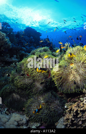 Un GRAND CLUSTER D'ANEMNES avec poissons clowns résident siège sur un récif de corail DE LA MER ROUGE Banque D'Images