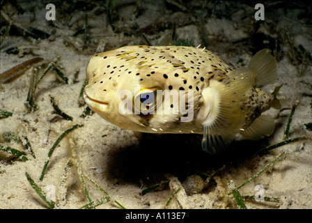 Un Diodon holocanthus BALLOONFISH ESSAIE DE SE CACHER CONTRE UN FOND DE SABLE DANS LES Florida Keys Banque D'Images