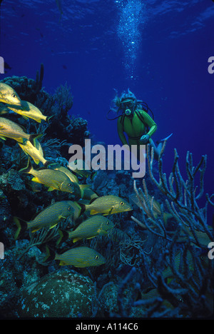 Une femelle de PLONGÉE SOUS MARINE ET LA SCOLARISATION BLUESTRIPED GRUNTS Johnrandallia sciurus sur un récif de corail DANS LA PETITE CAÏMAN Banque D'Images