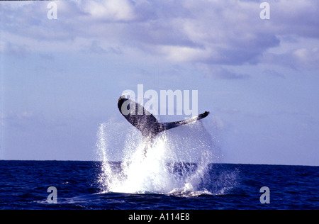 La QUEUE DE FLUKE une baleine à bosse Megaptera noveangliae DANS LES EAUX DE LA BANQUES D'ARGENT AU LARGE DE LA RÉPUBLIQUE DOMINICAINE Banque D'Images