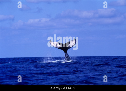 La QUEUE DE FLUKE une baleine à bosse Megaptera noveangliae DANS LES EAUX DE LA BANQUES D'ARGENT PRÈS DE LA RÉPUBLIQUE DOMINICAINE Banque D'Images