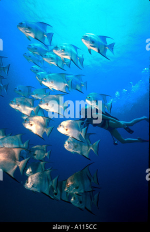 Un plongeur femelle ENREGISTRE UN MESSAGE D'UNE GRANDE ÉCOLE D'ATLANTIC SPADEFISH DANS LES CARAÏBES Banque D'Images