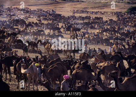 Des chameaux à Pushkar Rajasthan Inde Pushkar Fair Banque D'Images