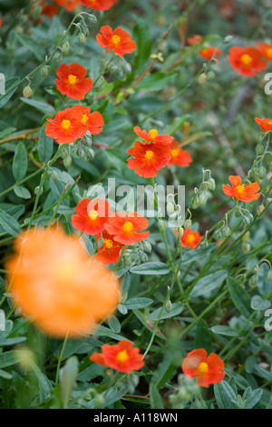 Helianthemum Fire Dragon Banque D'Images