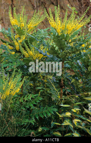 Mahonia x media 'Winter Sun' et 'Elaeagnus Limelight', border Banque D'Images